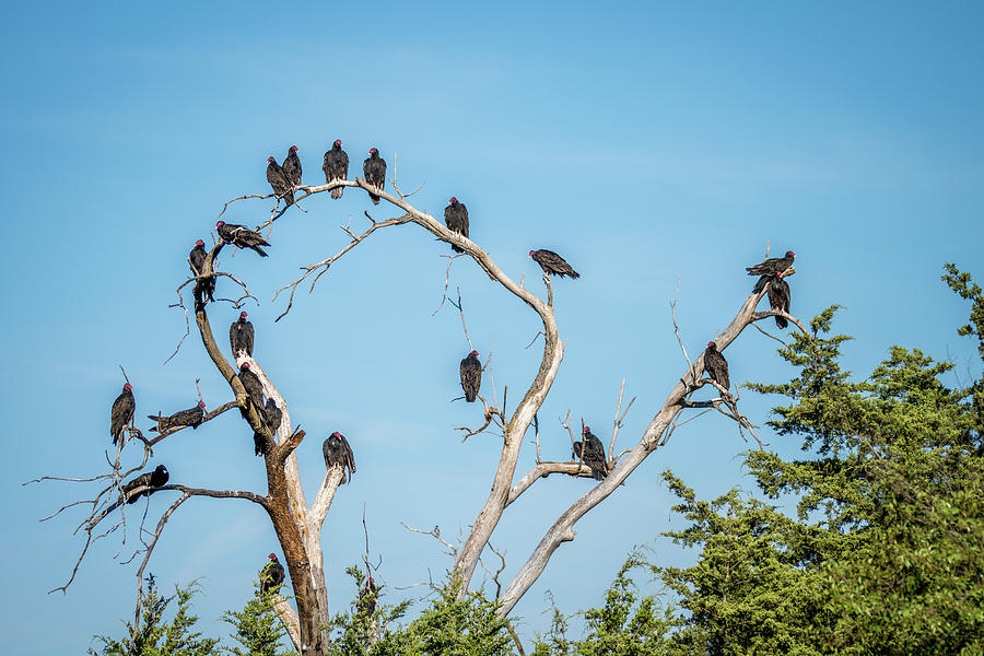 Tree of Vultures Photograph by Debra Martz