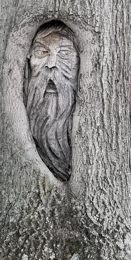 Unique Photograph - Tree Of Wisdom by Living Color Photography Lorraine Lynch