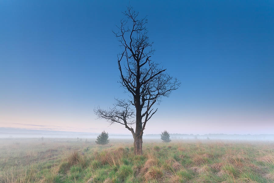 Tree Om Misty Morning Meadow Photograph by Catolla