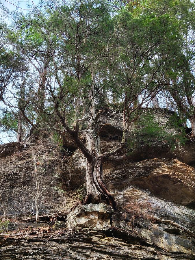 Tree on a Cliff Photograph by Ally White