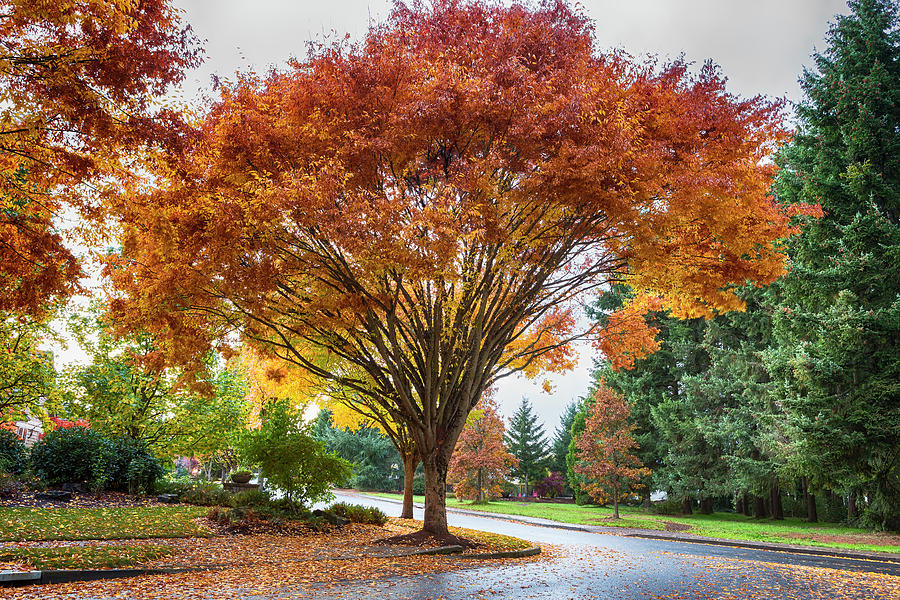 Tree On A Corner In Autumn Photograph