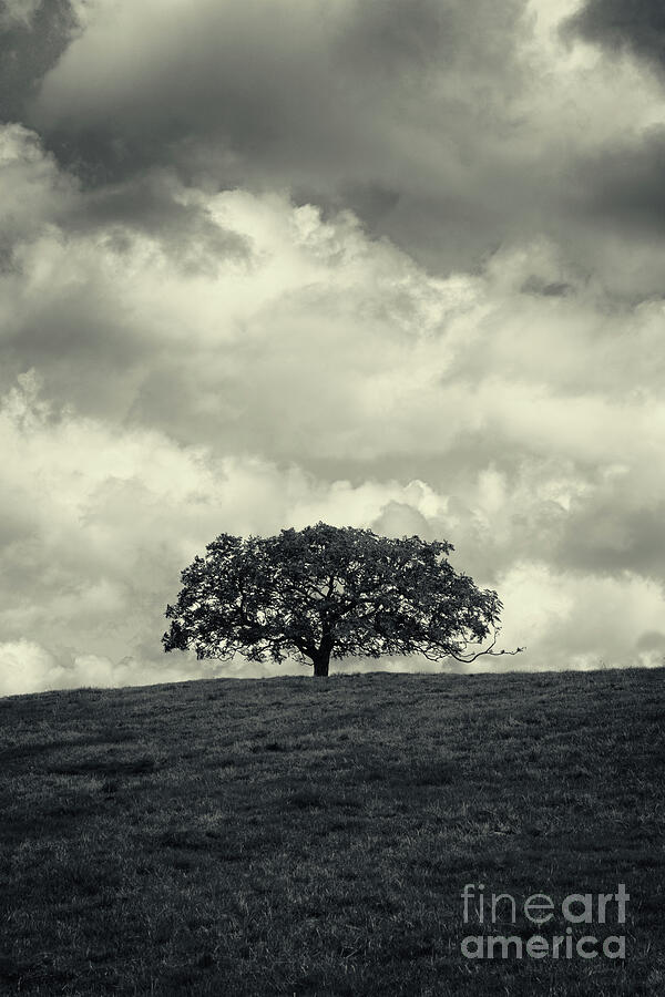 Tree on a Hill Photograph by Linda Lees