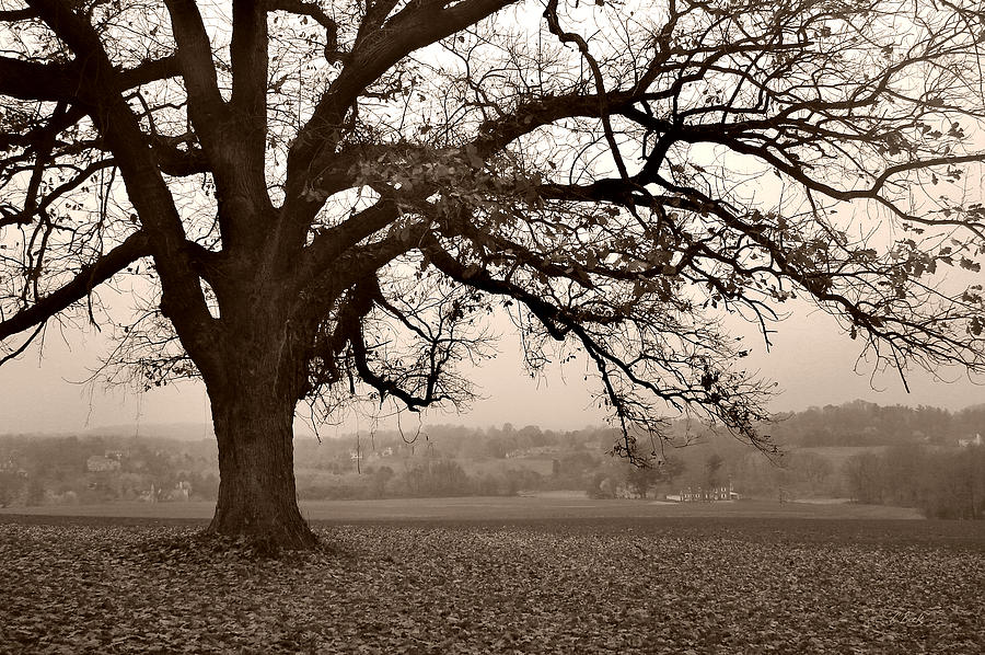 Tree on a Hill, Monochrome Photograph by Gordon Beck