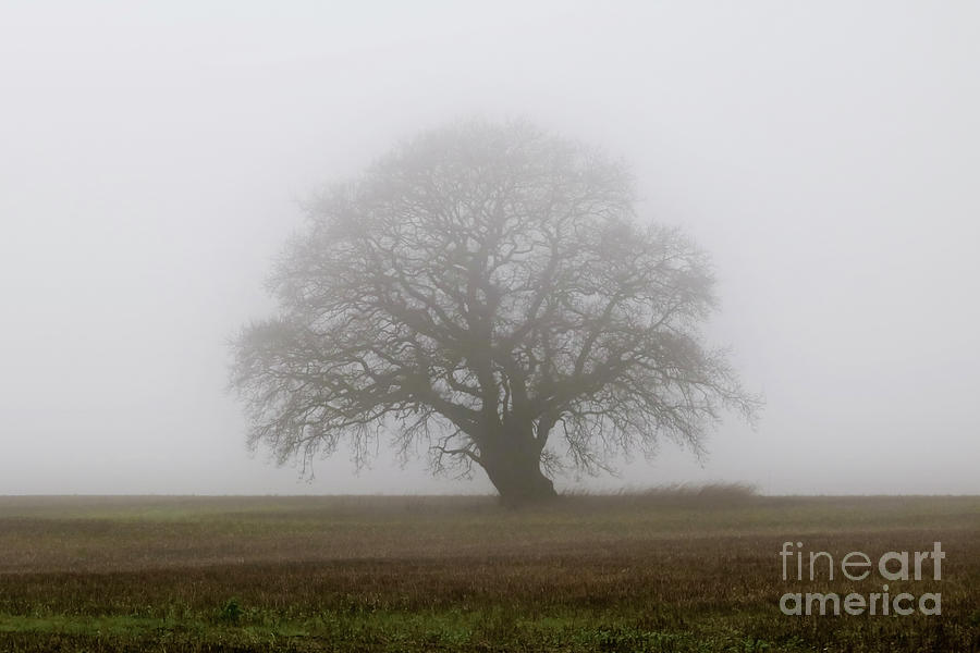 Lone Tree On A Misty Morning Photograph