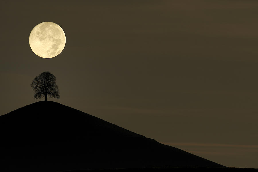 Tree on a moraine hill under a full moon, Hirzel, Switzerland, Europe Photograph by Stefan Huwiler