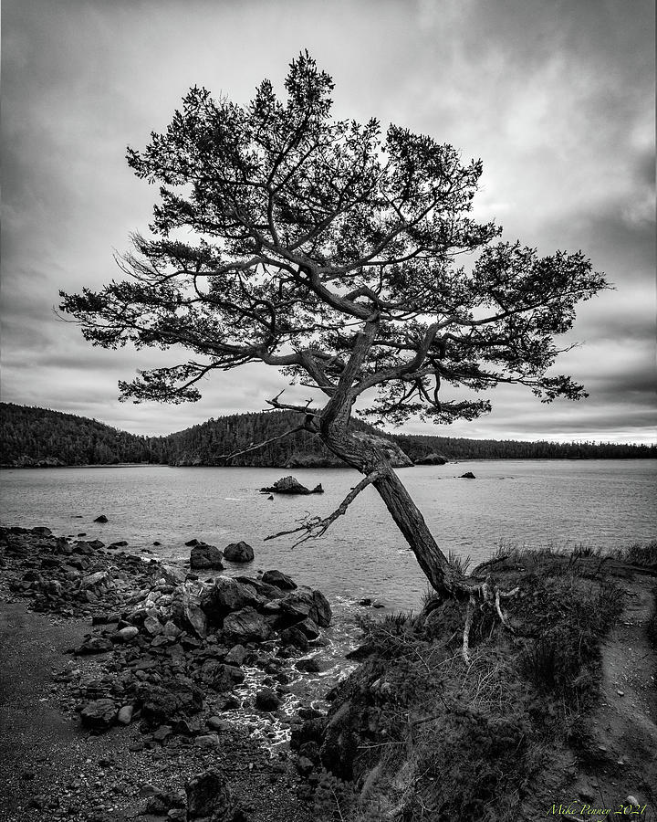 Tree on Bowman Bay 5 Photograph by Mike Penney