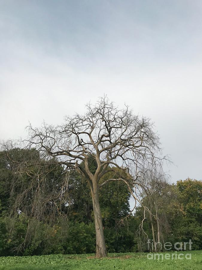 Tree on Gloomy Day Photograph by Adora - Fine Art America