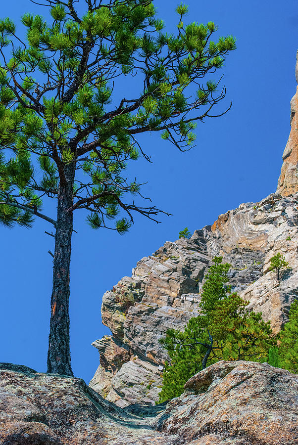 Tree On Rocks Photograph by Gordon Sarti