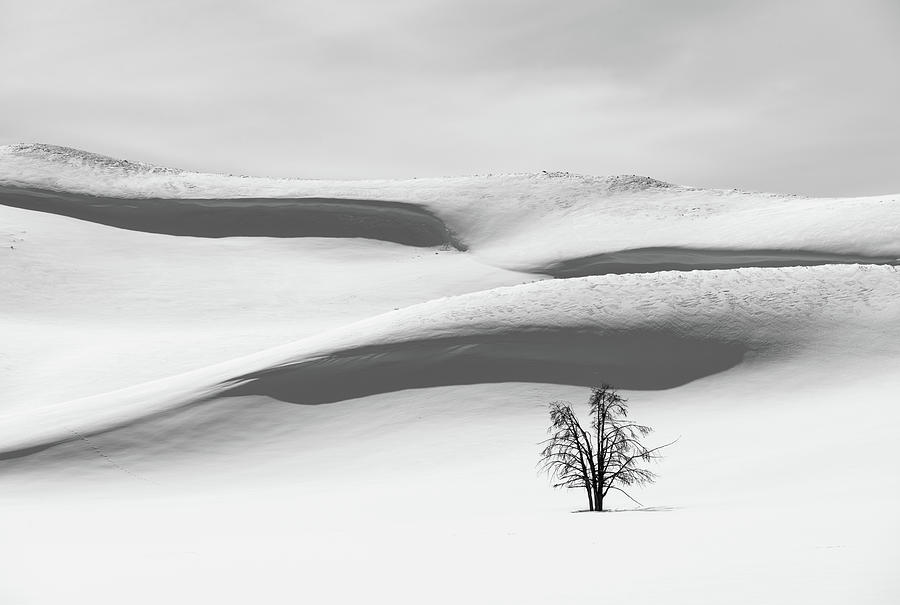 Tree on Snow Photograph by Alex Lapidus