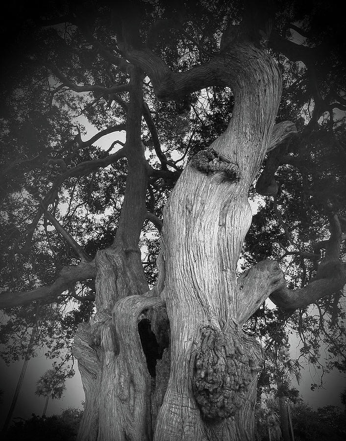 Tree on St Simons Island Photograph by James C Richardson