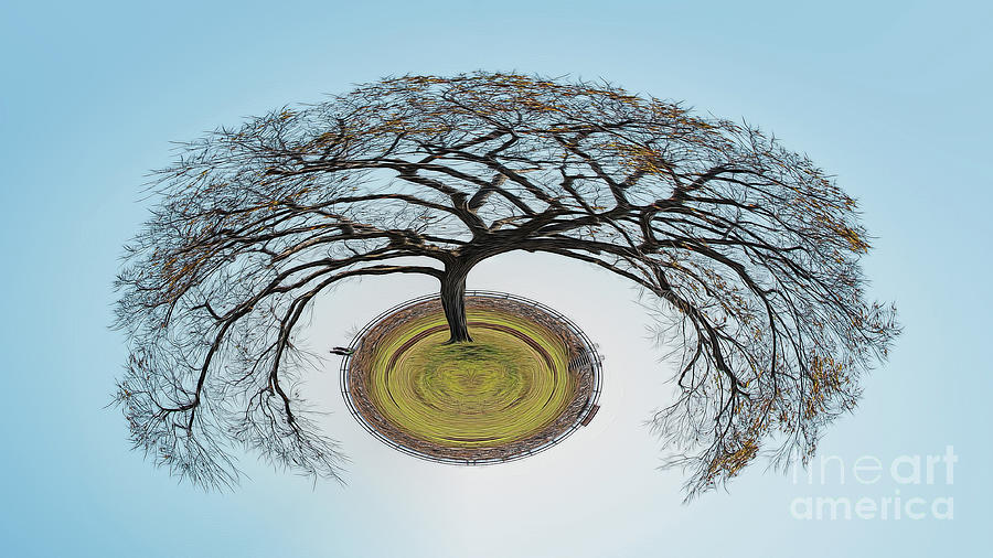 Tree On The Bay Planet Photograph