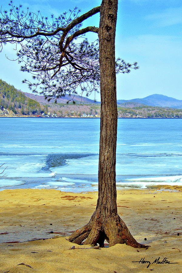 Tree on the Beach Photograph by Harry Moulton