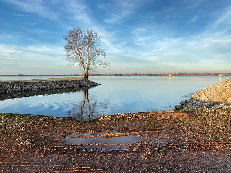 Tree on the Edge of a Bay Photograph by Steven Gordon
