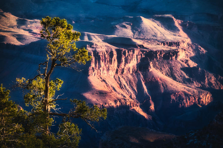 Tree on the Grand Canyon Rim - Arizona Photograph by Stuart Litoff