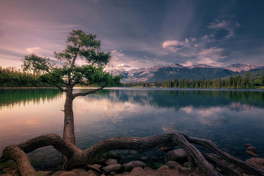 Tree on the lake Photograph by Henry w Liu