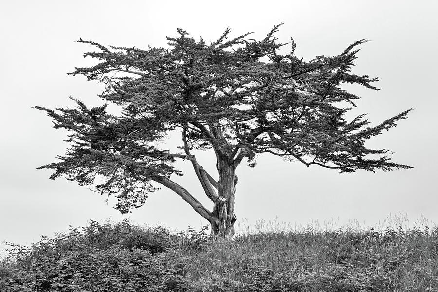Tree on the Oregon Coast Photograph by Mike Centioli