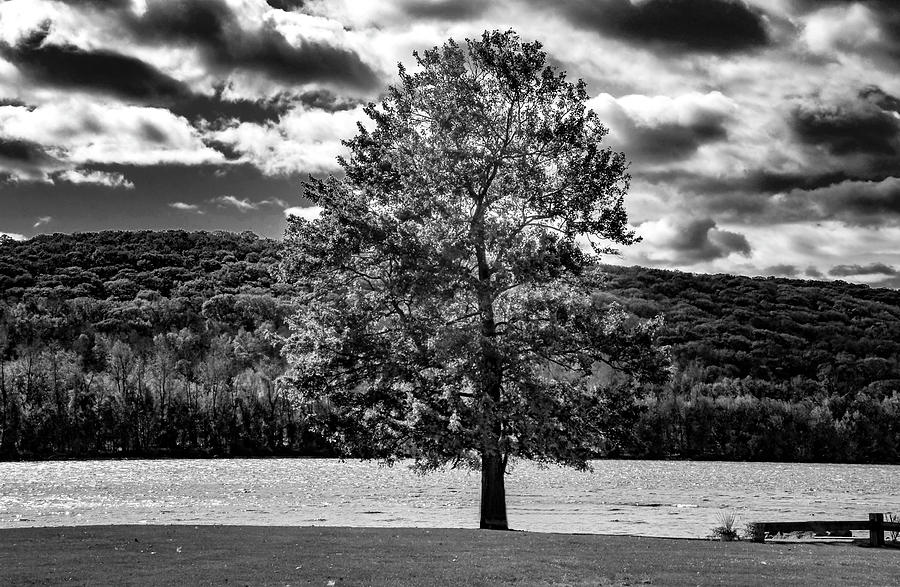 Tree Photograph - Tree on the River Banks by TJ Baccari
