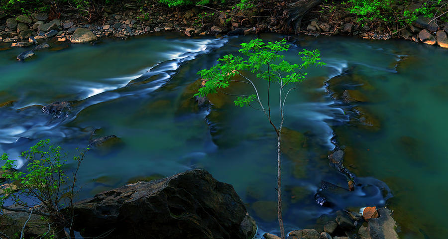 Tree On The River Devils Den Photograph