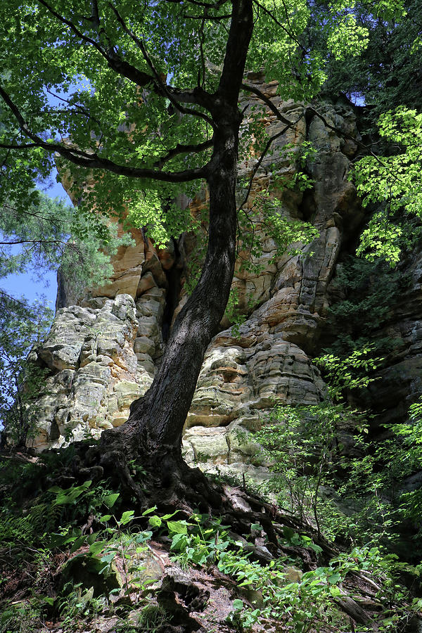 Tree on the Rocks Photograph by Scott Kingery