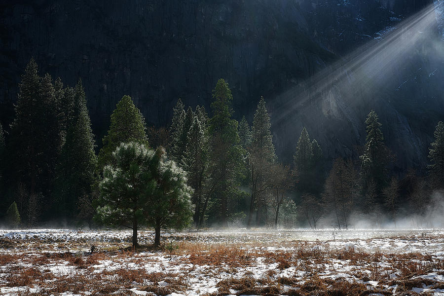 Tree on the Valley Floor Photograph by Jon Glaser