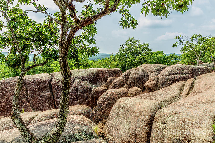 Tree On Top Of Elephant Rocks Photograph by Jennifer White