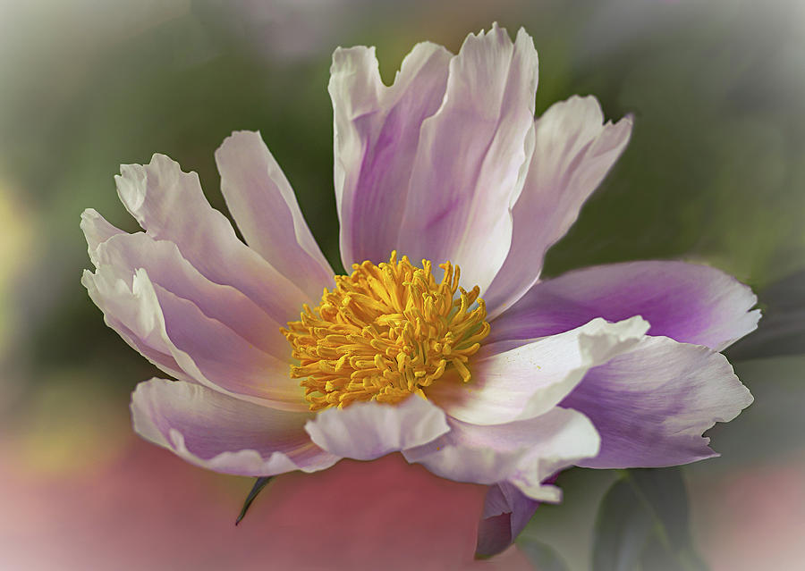 Spring Photograph - Tree Peony in the Pink  by Mary Lynn Giacomini