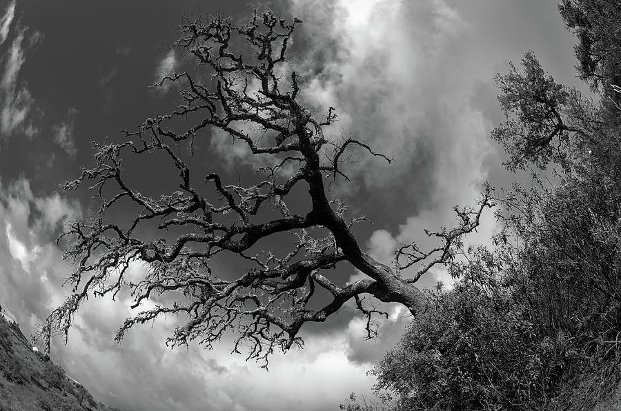 Tree perspective in Monochrome Photograph by Angelo DeVal