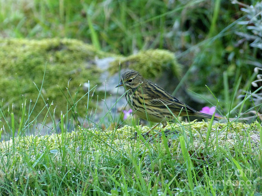 Tree Pipit among grass Photograph by Phil Banks