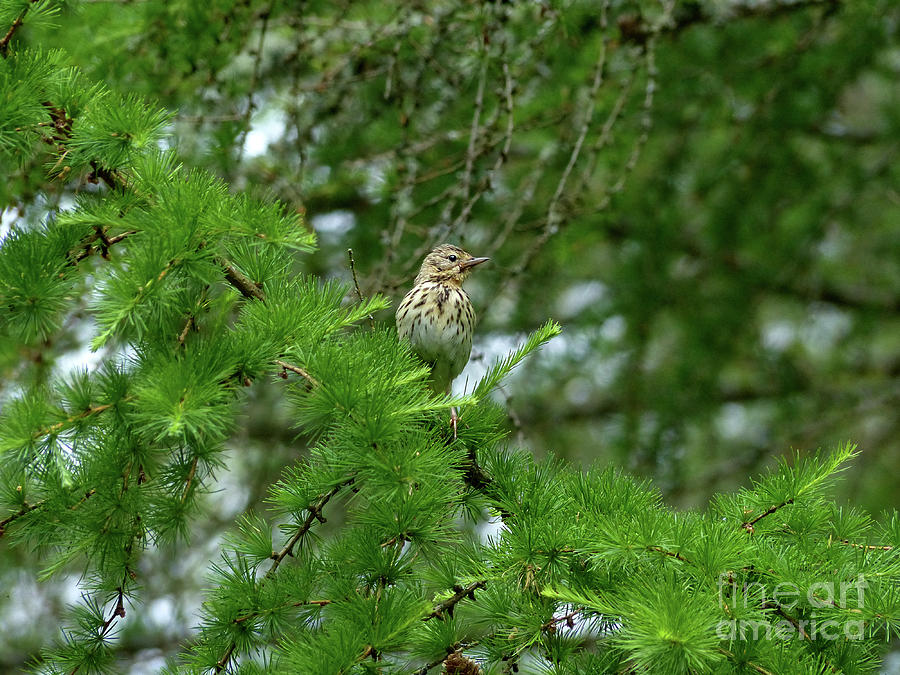 Tree Pipit on larch tree Photograph by Phil Banks