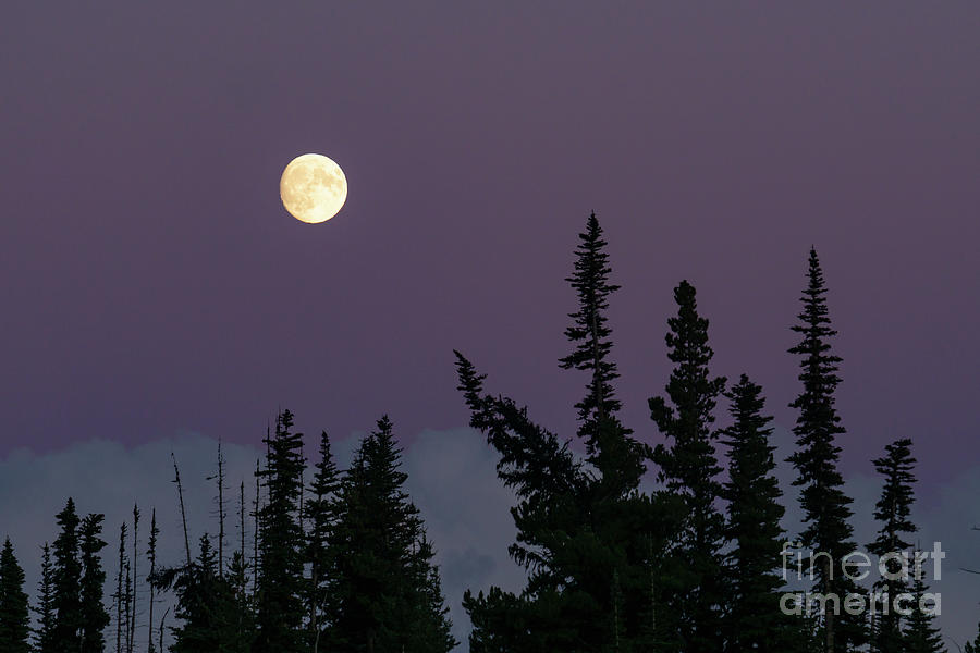 Olympic National Park Photograph - Tree Points at Moon #1 by Nancy Gleason