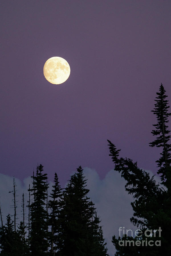 Olympic National Park Photograph - Tree Points at Moon #2 by Nancy Gleason