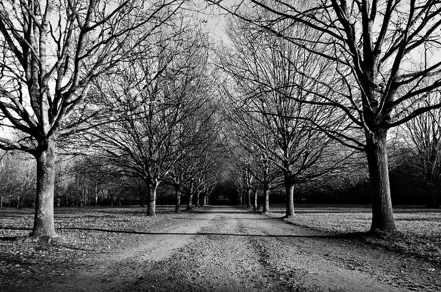 Tree promenade Photograph by Connor Thompson - Fine Art America