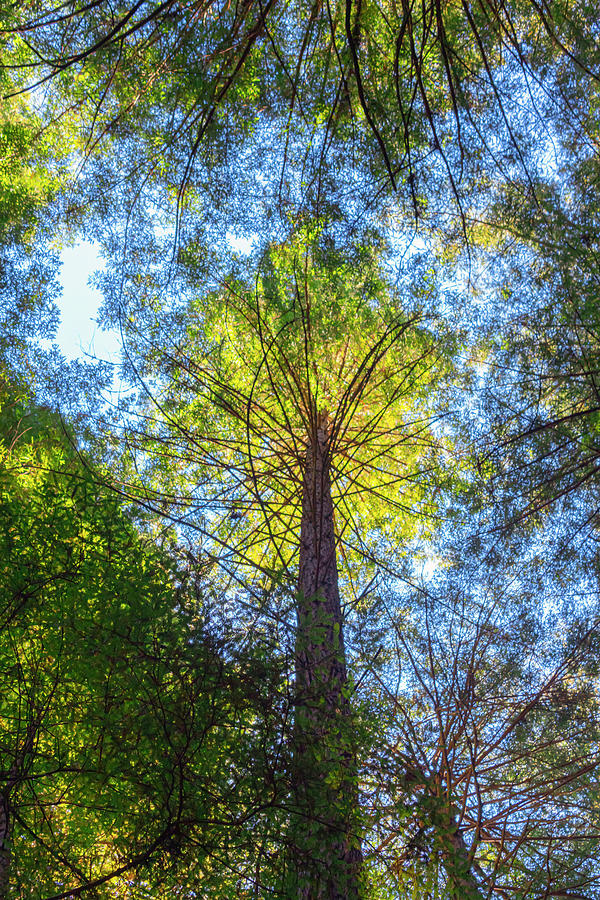 Tree Reaching to the Sun Photograph by Bonnie Follett