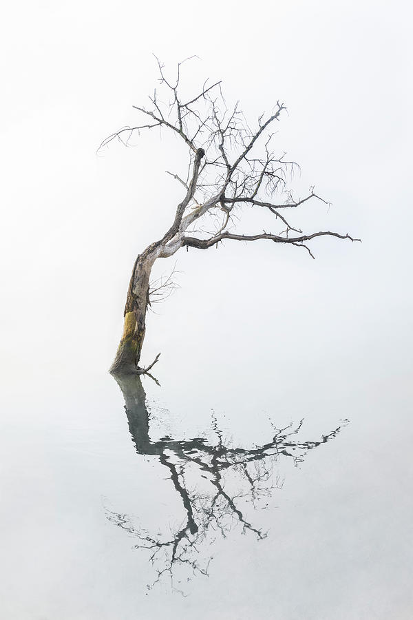 Tree Reflection Photograph by Gary Geddes