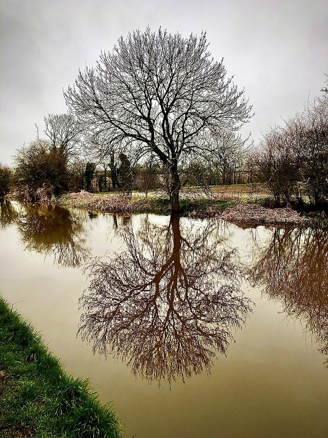Tree Reflection  Photograph by Gordon James