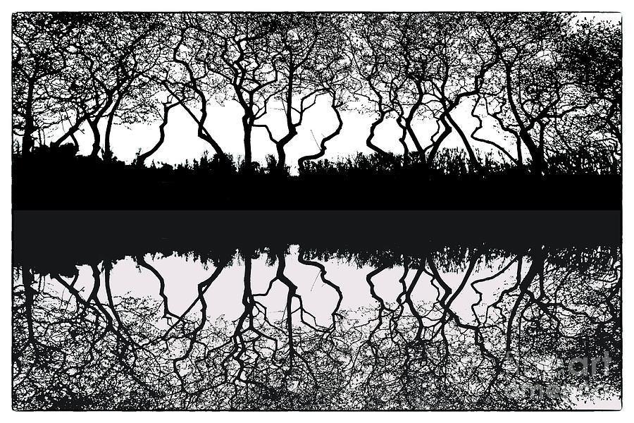 Tree Reflection Photograph by Jack Paolini