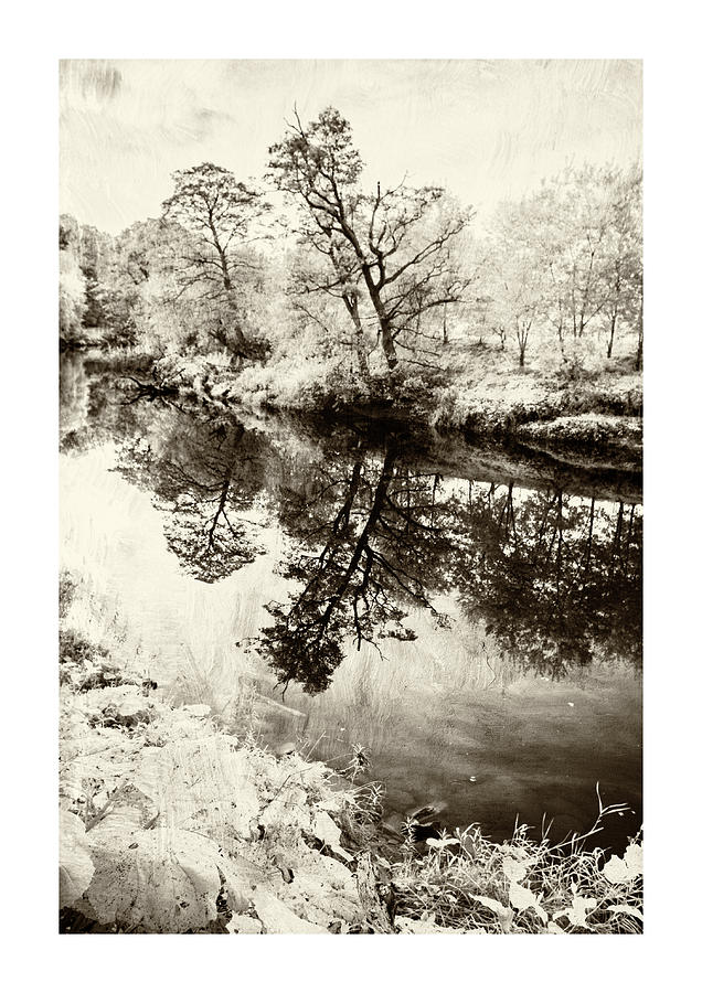 Tree reflection on the Coquet Photograph by John Paul Cullen