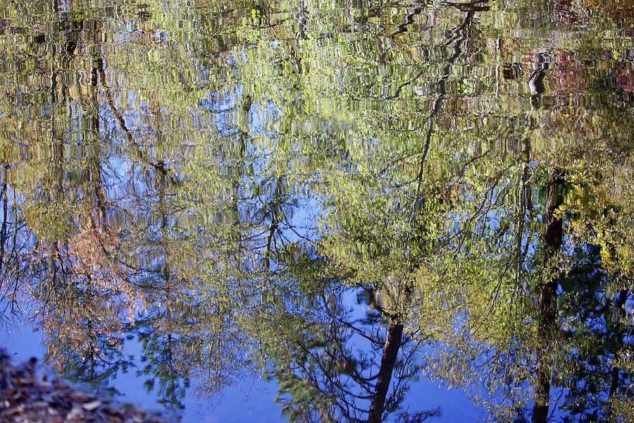 Tree Reflection Photograph by Teri Schuster