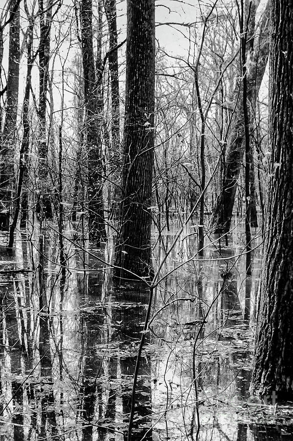 Tree Reflections at Big Oak Tree State Park One 2 Photograph by Bob Phillips