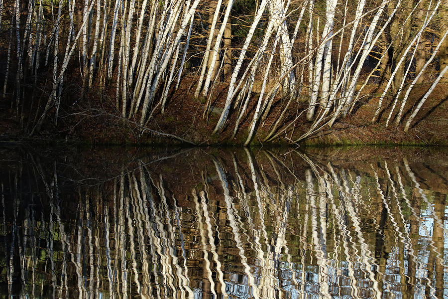 Tree Reflections Photograph by Brook Burling