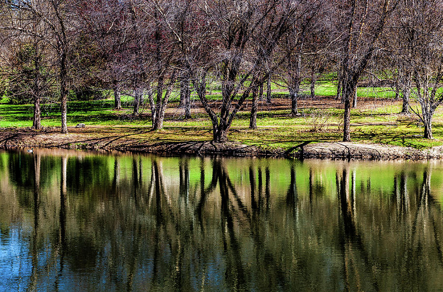 Tree Reflections Photograph by David Patterson