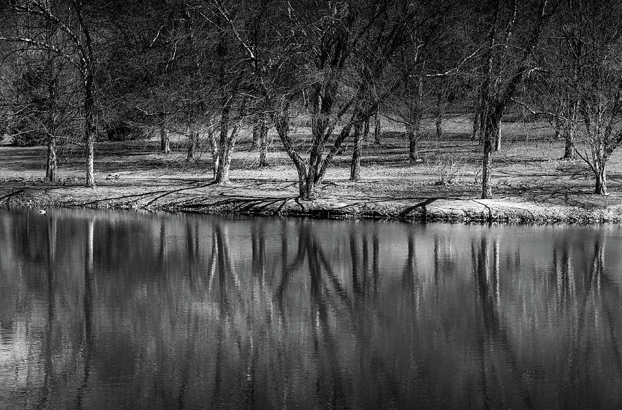 Tree Reflections II Photograph by David Patterson