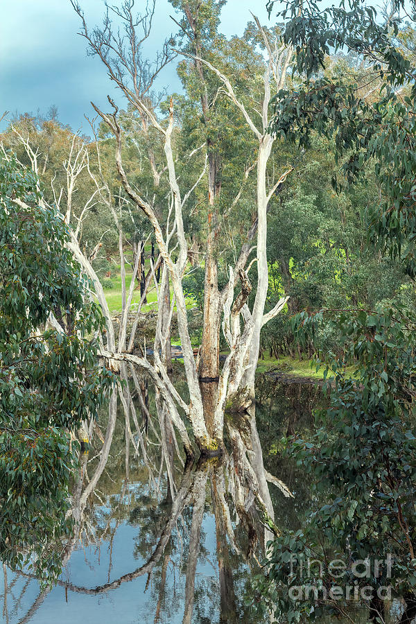 Tree Reflections, Winnejup Falls,Western Australia Photograph by Elaine Teague