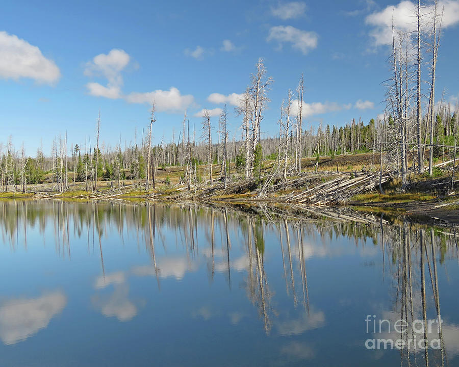 Tree Refletons, Yellowstone Lake Photograph by Cheryl Del Toro