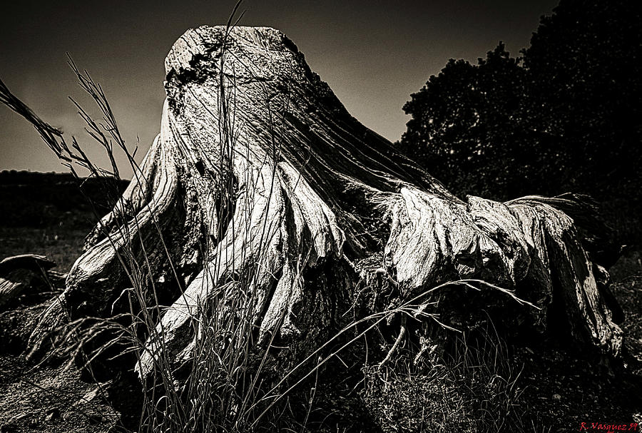 Tree Remnants Photograph by Rene Vasquez