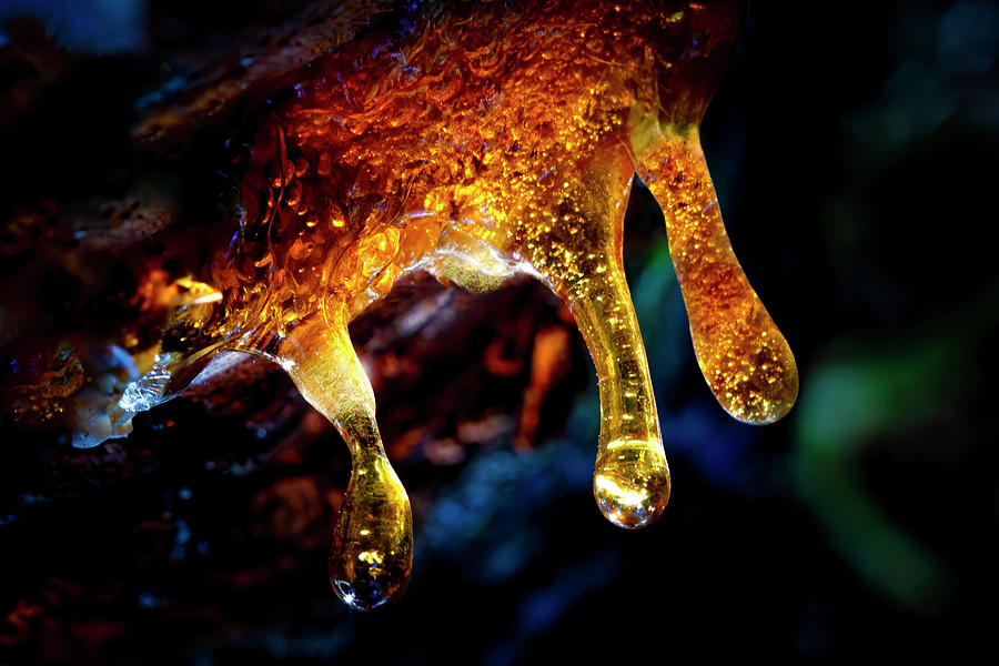 Tree Resin Abstract Photograph by Mark Andrew Thomas