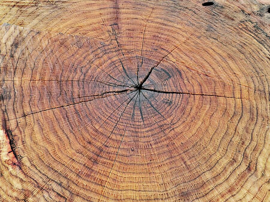 Tree Rings Photograph by Ally White Tree Rings Photograph by Ally White