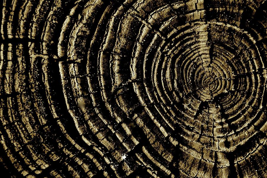 Tree Rings Crosscut Photograph by Blair Seitz