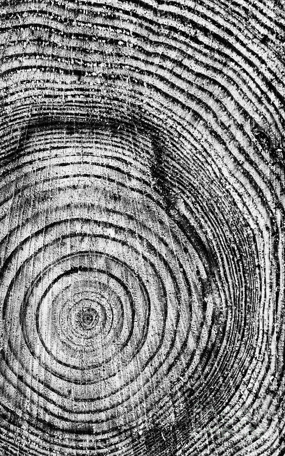 Tree Rings Photograph by Tim Gainey
