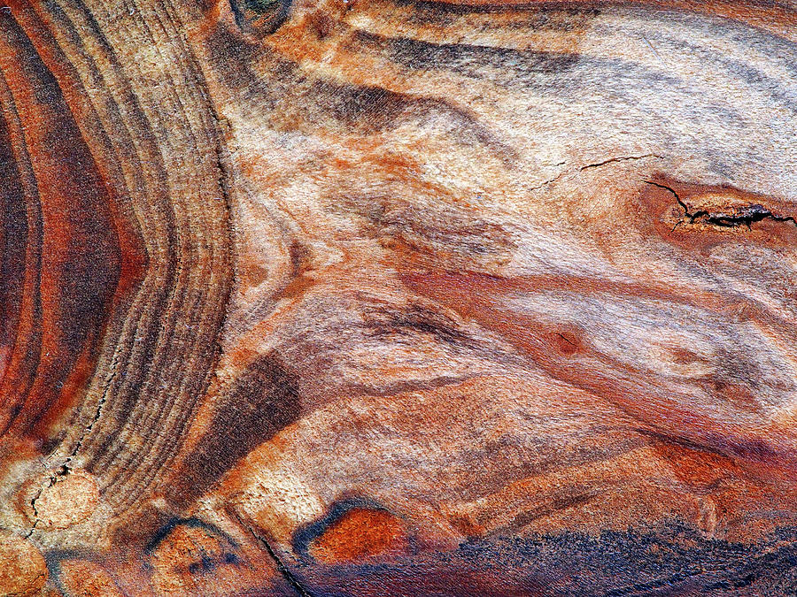 Tree Rings-wood Abstraction Photograph by Tom Druin